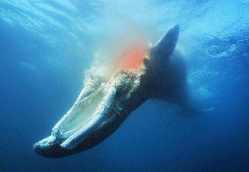 鲸落是什么意思 网名鲸落是什么意思