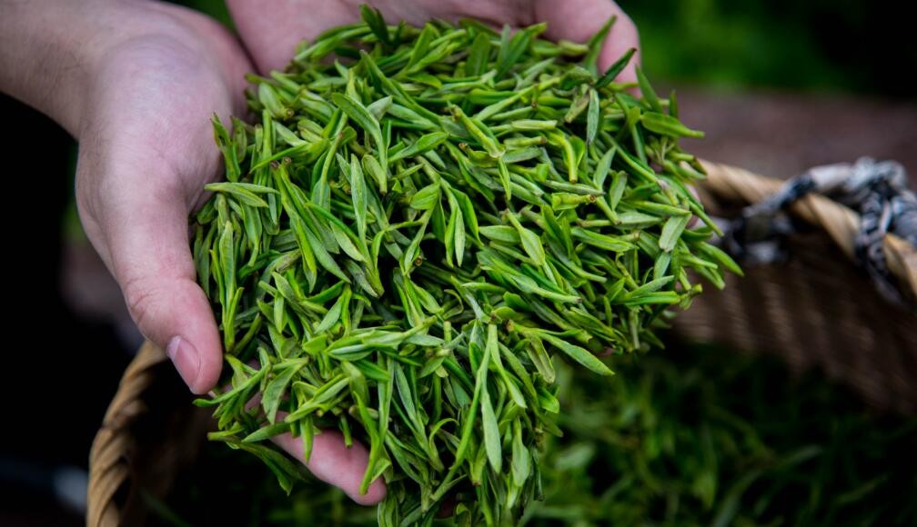 龙井茶是属于什么茶类 龙井茶属于什么品种
