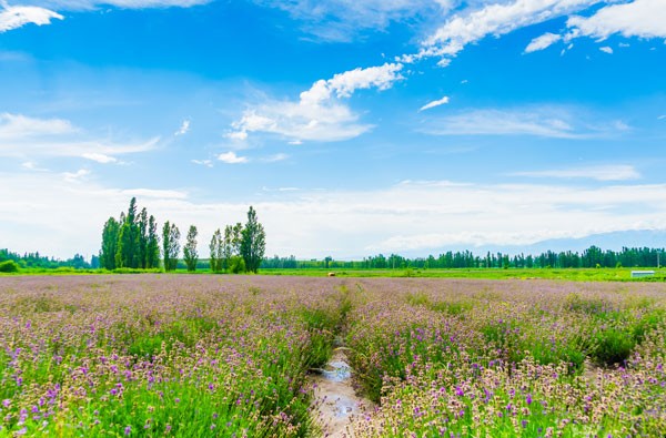 伊犁7月底还有薰衣草吗「伊犁薰衣草什么时候」