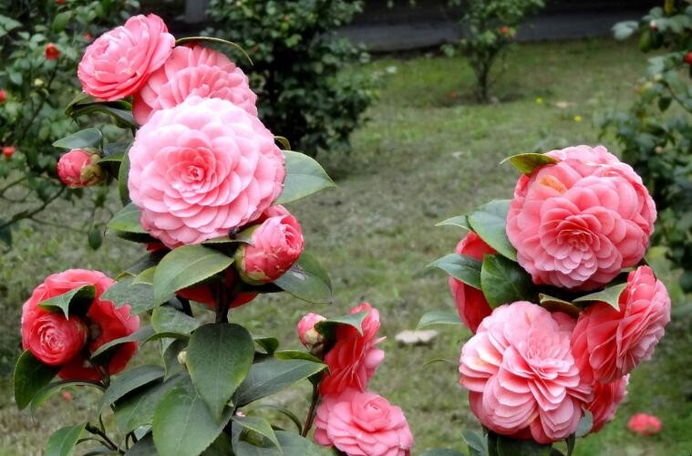 适合上海地区种植的花卉有什么「适合上海地区种植的花卉有那些」