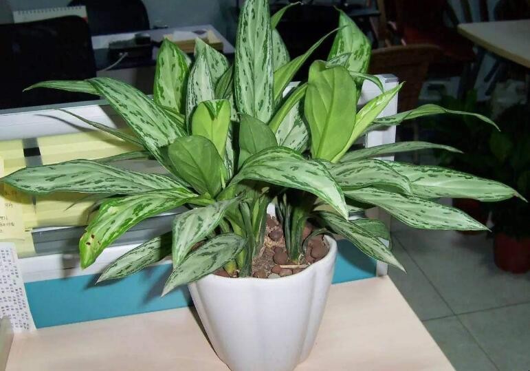 不用光照的室内植物有哪些图片 不用光照的室内植物有哪些品种