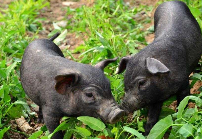 世界上有多少种猪猪侠照片 世界上有多少种猪猪猪