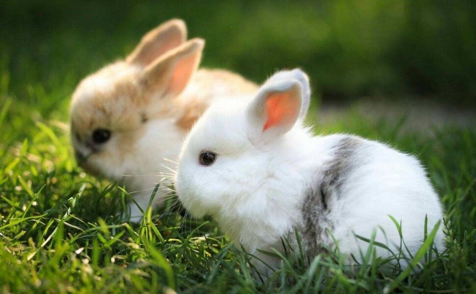 兔子可以带上高铁么 高铁能带兔子吗?