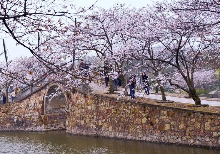 日本最著名的赏樱胜地 中国十大樱花观赏地(图1)