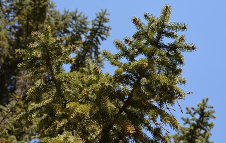 云杉水杉是什么意思 水杉和红杉的区别