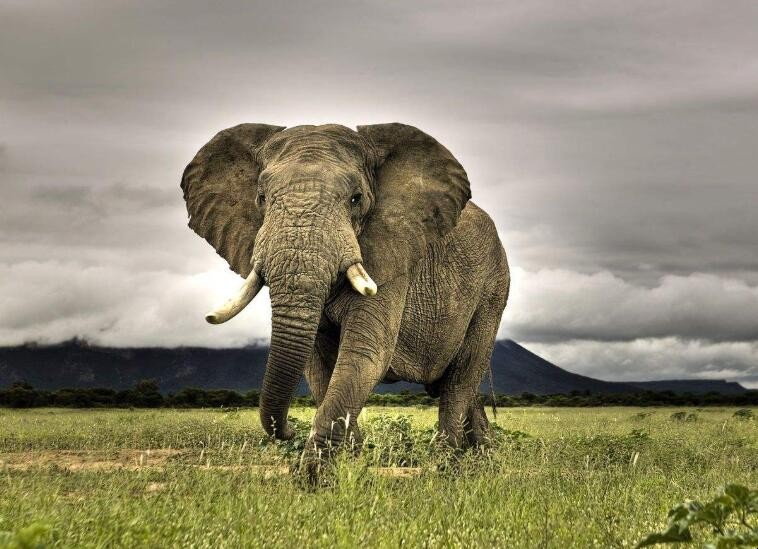 大象的耳朵为什么这么大呢 大象的耳朵很大