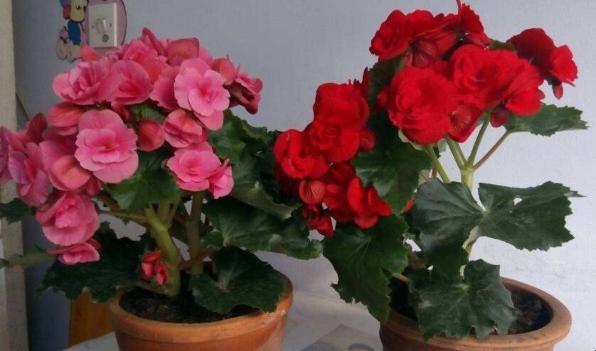 玫瑰海棠和丽格海棠花的区别图片 玫瑰海棠和丽格海棠花的区别是什么(图1)