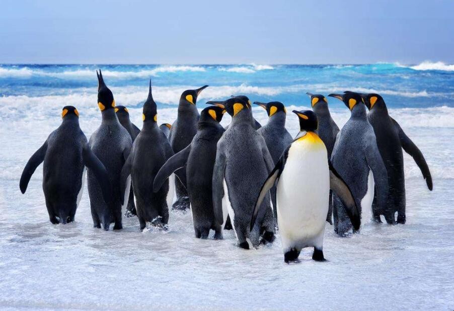 跳岩企鹅的寿命 跳岩企鹅和洪堡企鹅