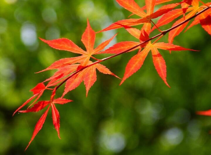 日本赏枫叶的最佳季节 日本有枫叶吗