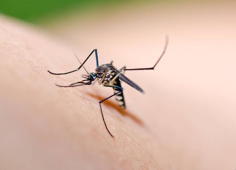夏天蚊子多该怎么办 农村有很多蚊子用什么方法解决(图1)