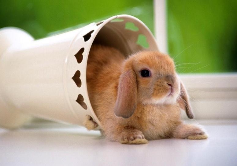 如何养兔子才能养好 兔子怎样养好
