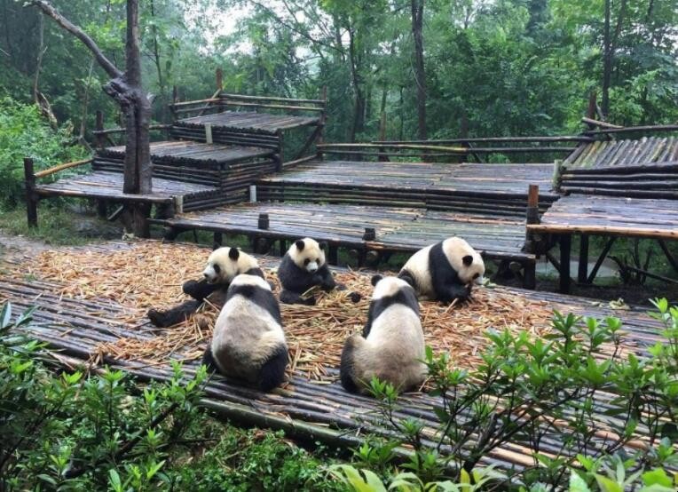 去熊猫基地最佳时间段 去熊猫基地的最佳时间