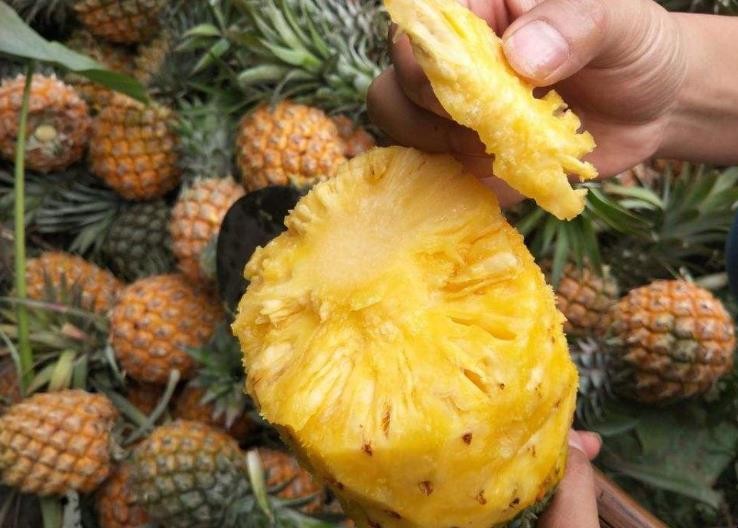 如何判断菠萝蜜成熟 怎样辨别菠萝蜜是否成熟