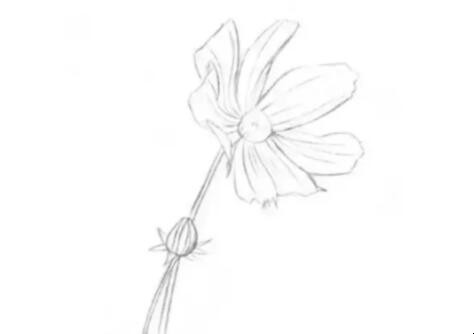 素描菊花怎么画 画菊花的画法(图2)