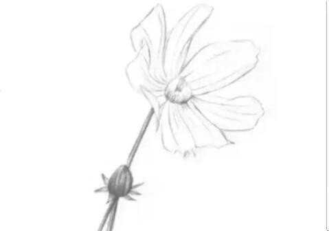素描菊花怎么画 画菊花的画法(图3)