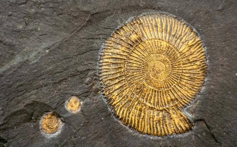 贝壳化石是怎么形成的 琥珀化石是怎么形成的