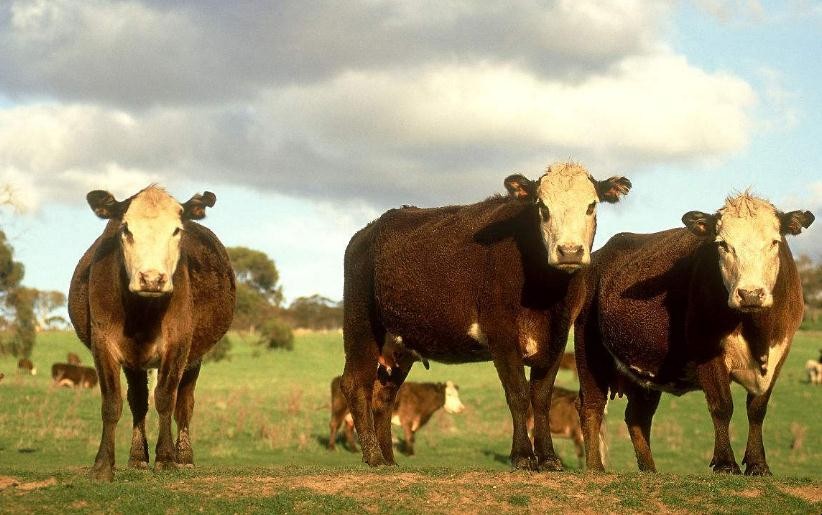 南方养牛最适合的牧草 养牛种植哪种草最好