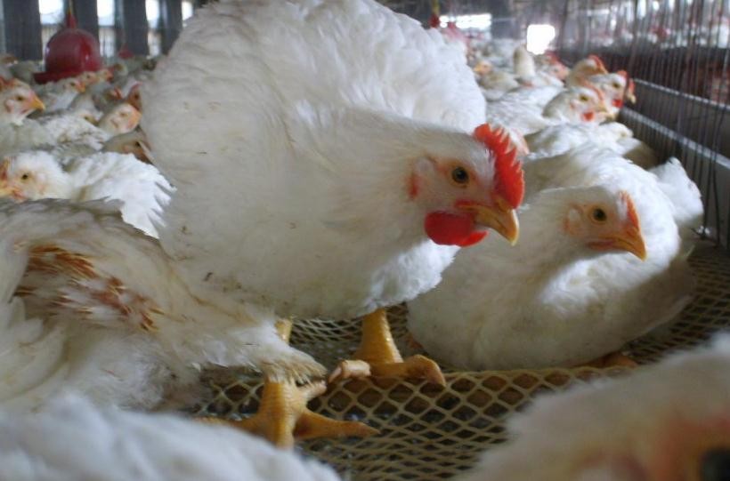 2,白羽肉鸡是通过美国引进的鸡苗,有专业的养殖户介绍,白羽鸡苗40多天