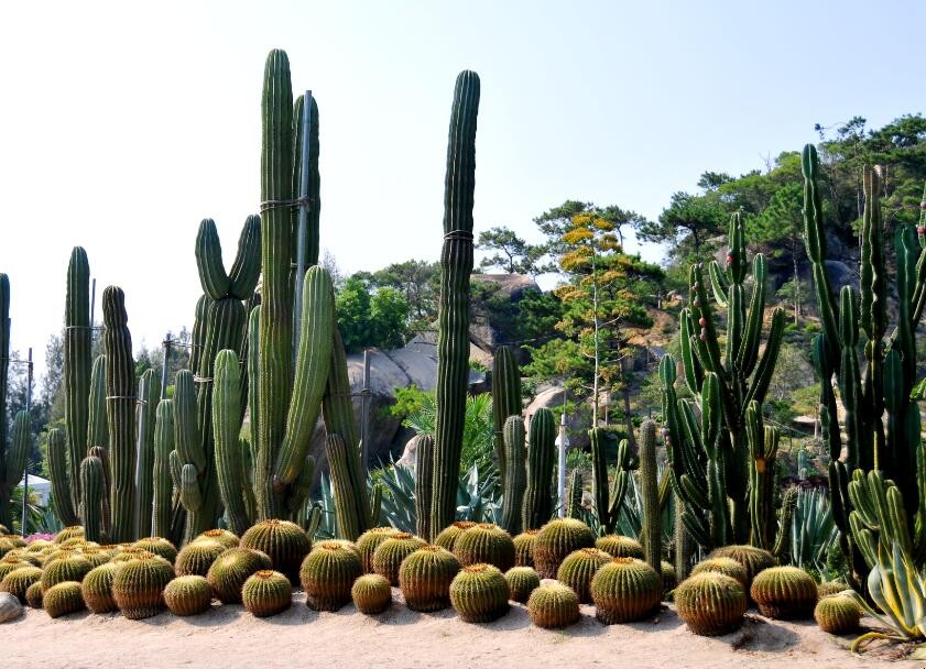 厦门万石植物园图片图片