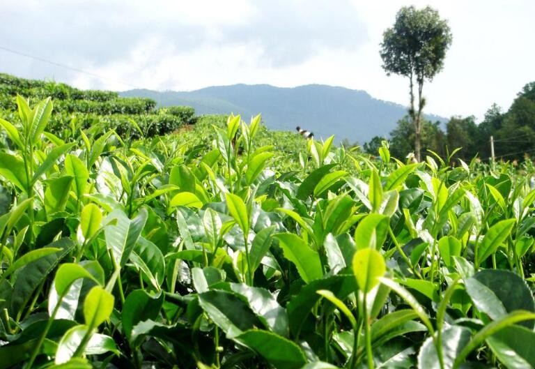 茶树最佳采摘树龄 茶树合理采摘主要包含