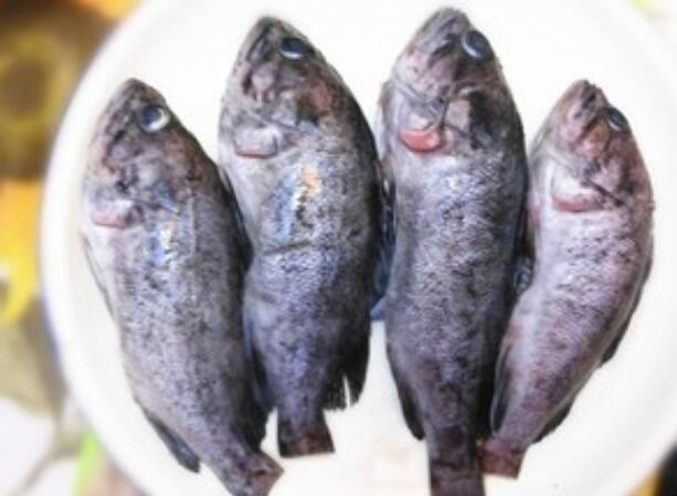 黑鱼汤怎么做 怎样做鱼汤好喝又营养丰富