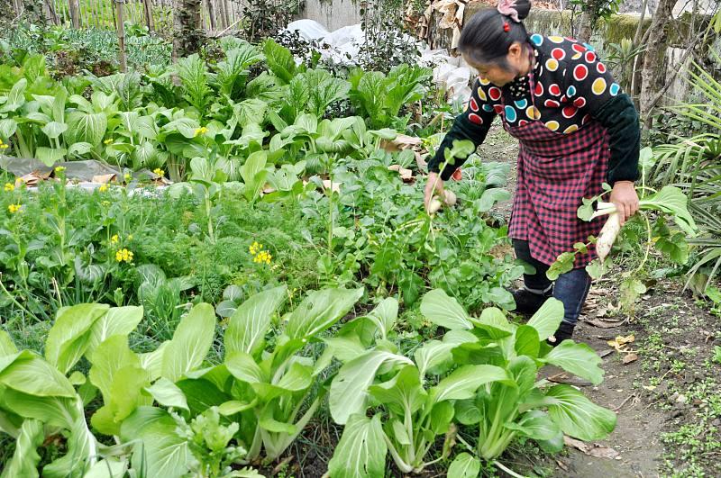 小菜园咋样 把小菜园打理的生机满满